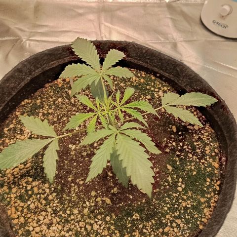 ALIEN SNACK growlog timeline photo