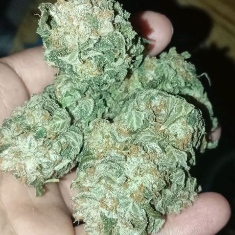 KORENJI growlog timeline photo