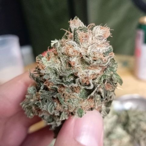 KORENJI growlog timeline photo