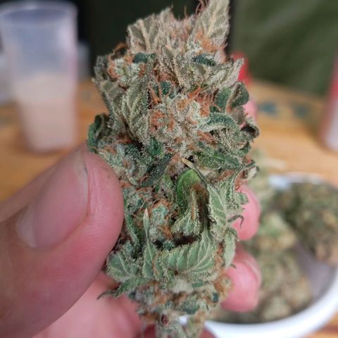 KORENJI growlog timeline photo