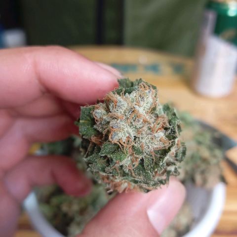 KORENJI growlog timeline photo