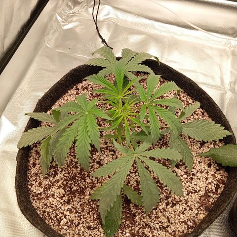 ALIEN SNACK growlog timeline photo