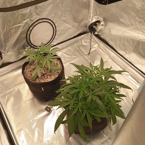 ALIEN SNACK growlog timeline photo