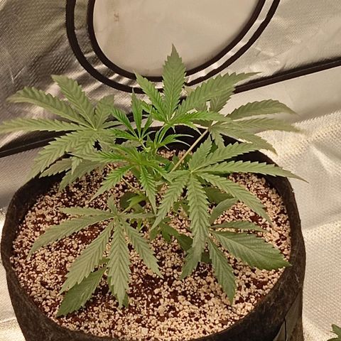 ALIEN SNACK growlog timeline photo