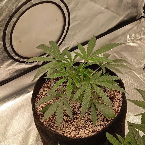 ALIEN SNACK growlog timeline photo