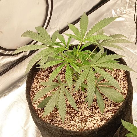 ALIEN SNACK growlog timeline photo