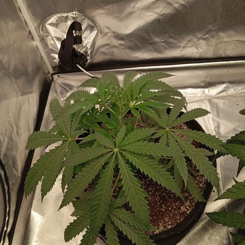 ALIEN SNACK growlog timeline photo