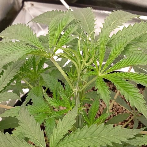 ALIEN SNACK growlog timeline photo