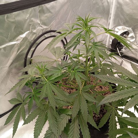 ALIEN SNACK growlog timeline photo