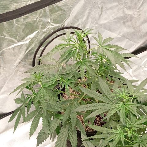 ALIEN SNACK growlog timeline photo