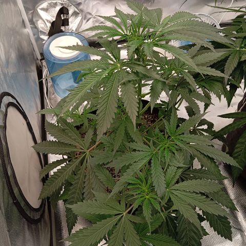 ALIEN SNACK growlog timeline photo