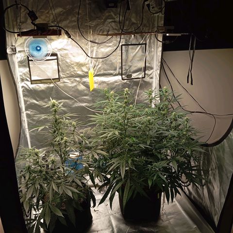ALIEN SNACK growlog timeline photo