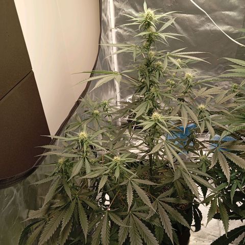ALIEN SNACK growlog timeline photo