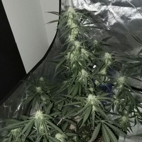 ALIEN SNACK growlog timeline photo