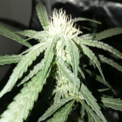ALIEN SNACK growlog timeline photo