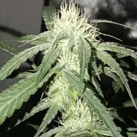 ALIEN SNACK growlog timeline photo