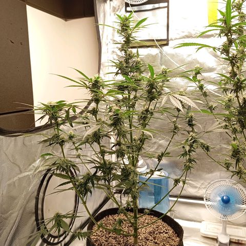 ALIEN SNACK growlog timeline photo