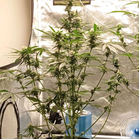ALIEN SNACK growlog timeline photo