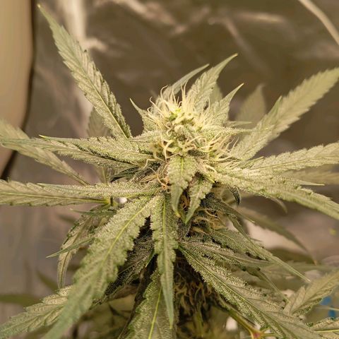 ALIEN SNACK growlog timeline photo