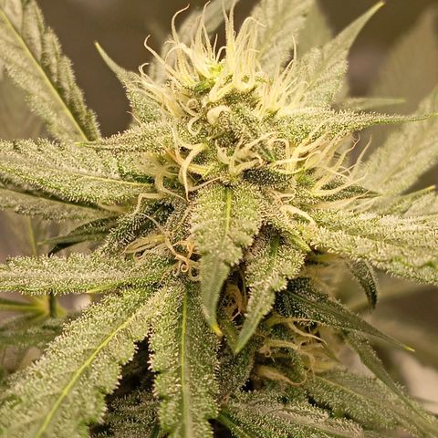ALIEN SNACK growlog timeline photo
