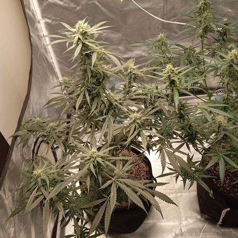 ALIEN SNACK growlog timeline photo