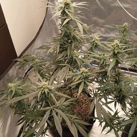 ALIEN SNACK growlog timeline photo