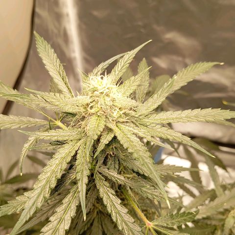 ALIEN SNACK growlog timeline photo