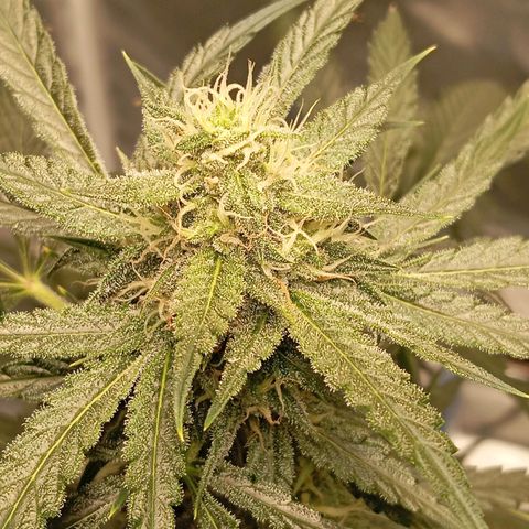 ALIEN SNACK growlog timeline photo