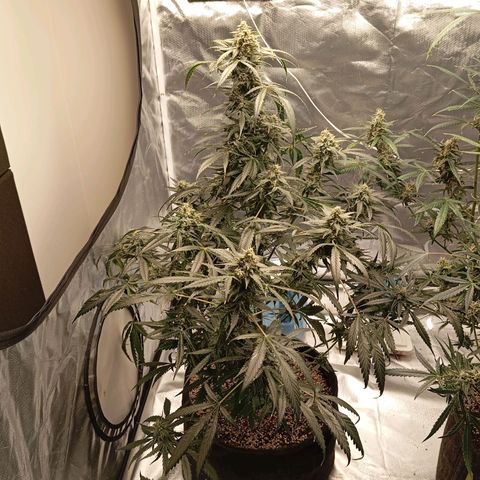 ALIEN SNACK growlog timeline photo