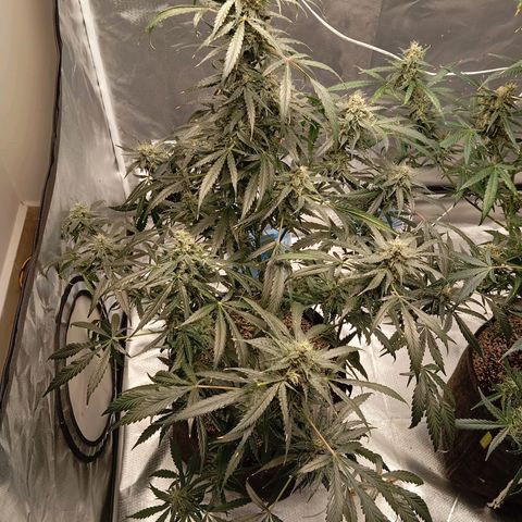 ALIEN SNACK growlog timeline photo