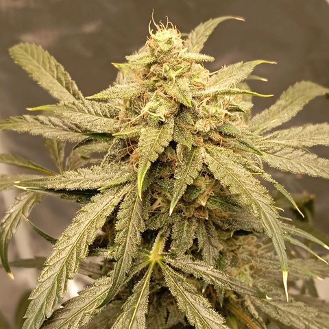 ALIEN SNACK growlog timeline photo