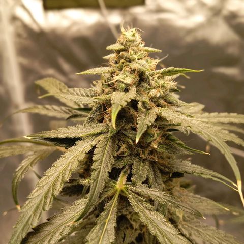 ALIEN SNACK growlog timeline photo