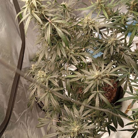 ALIEN SNACK growlog timeline photo