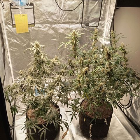 ALIEN SNACK growlog timeline photo
