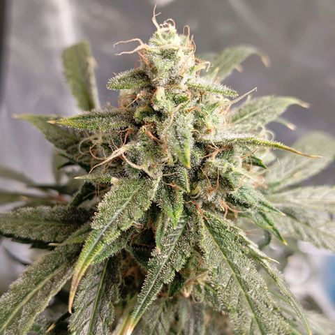 ALIEN SNACK growlog timeline photo