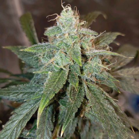 ALIEN SNACK growlog timeline photo
