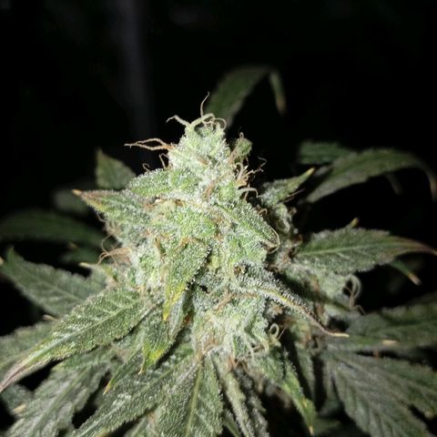 ALIEN SNACK growlog timeline photo
