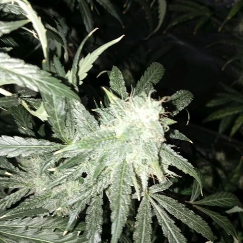 ALIEN SNACK growlog timeline photo