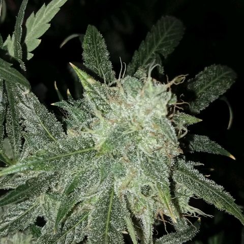ALIEN SNACK growlog timeline photo