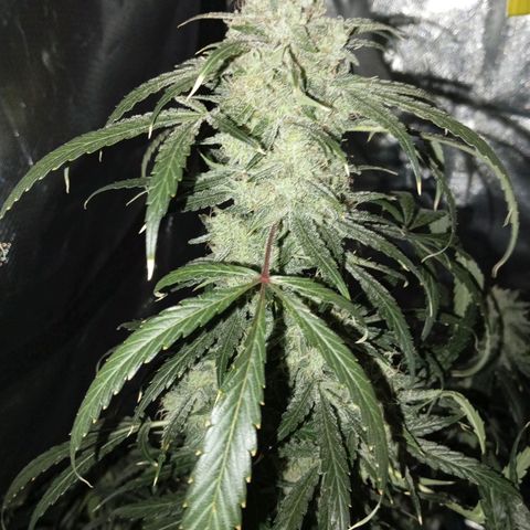 ALIEN SNACK growlog timeline photo