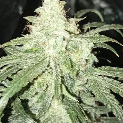 ALIEN SNACK growlog timeline photo