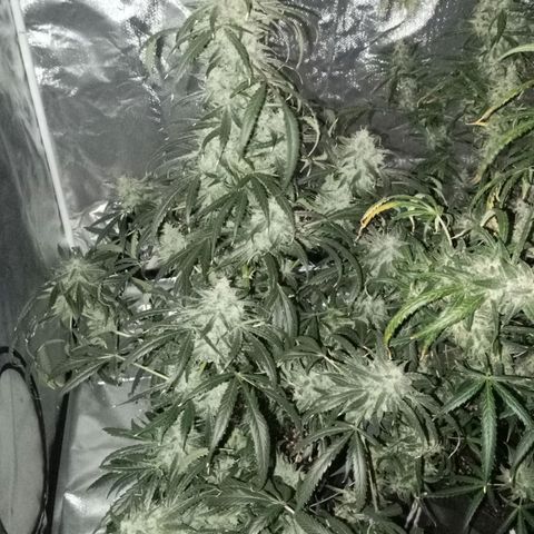 ALIEN SNACK growlog timeline photo