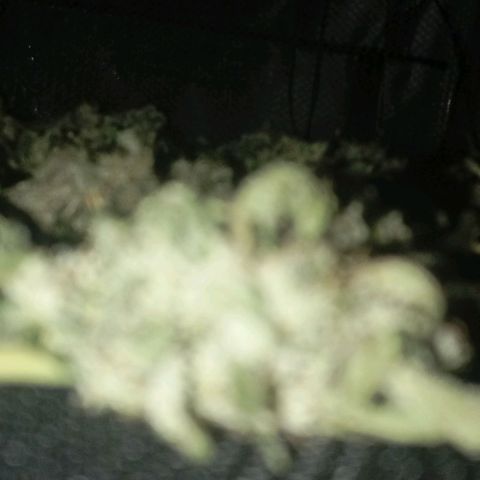 ALIEN SNACK growlog timeline photo