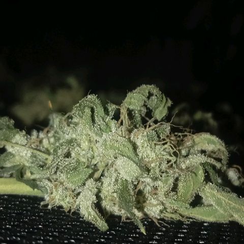 ALIEN SNACK growlog timeline photo