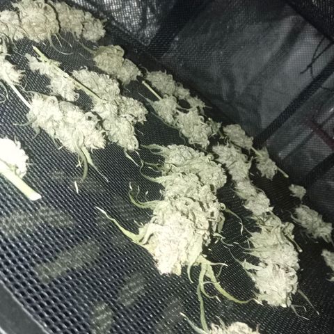 ALIEN SNACK growlog timeline photo