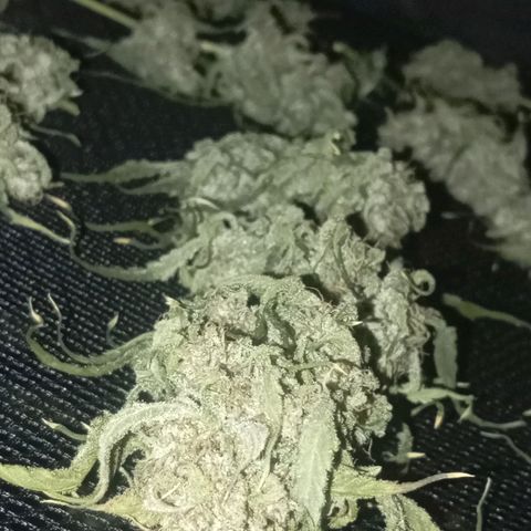 ALIEN SNACK growlog timeline photo