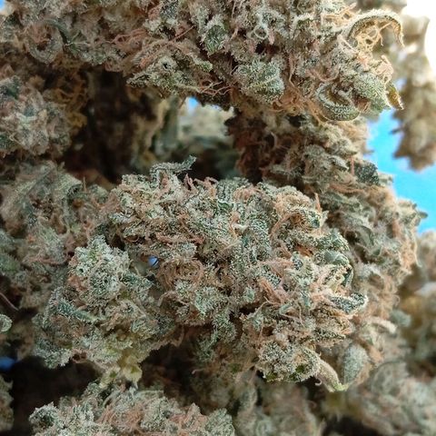 ALIEN SNACK growlog timeline photo