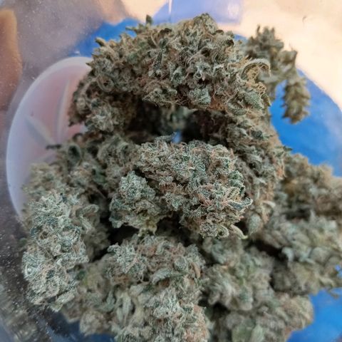 ALIEN SNACK growlog timeline photo