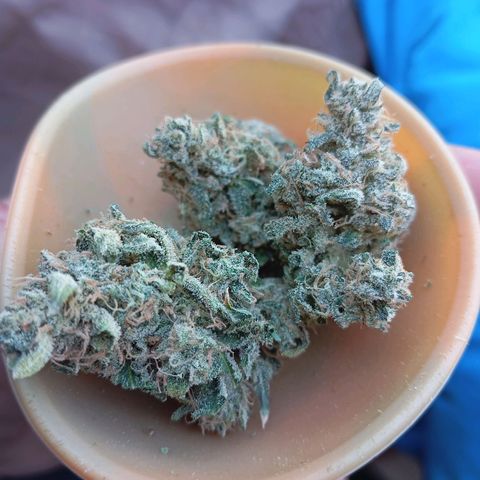 ALIEN SNACK growlog timeline photo