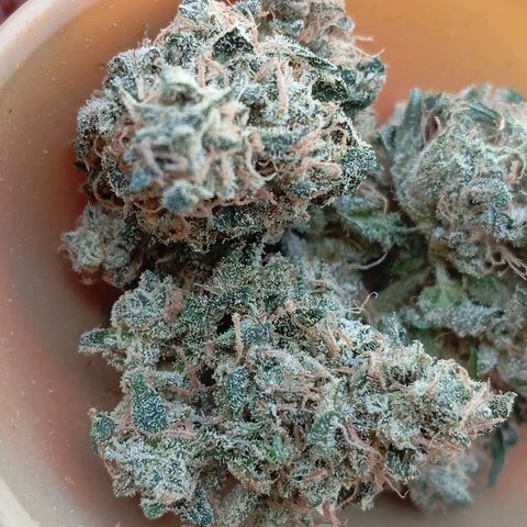 ALIEN SNACK growlog timeline photo